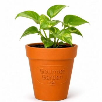 Premium Terracotta Flower Pot for Indoor & Outdoor Plants | Eco-Friendly Clay Planter (1 Piece)